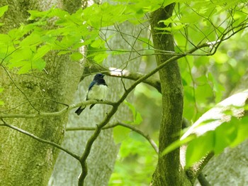 Blue-and-white Flycatcher 栃木県民の森 Sat, 5/11/2024