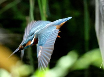 Common Kingfisher ギャザリアビオガーデン　フジクラ木場千年の森 Sun, 5/12/2024