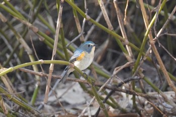 ルリビタキ 旭山記念公園 2024年4月15日(月)