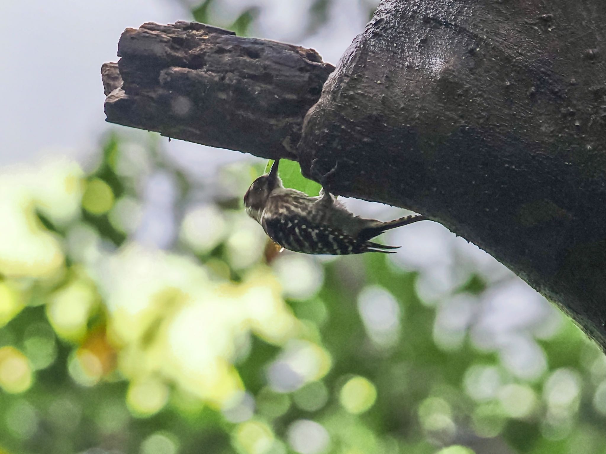 Japanese Pygmy Woodpecke(matsudairai)