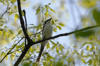 2024年4月28日(日) 石森山(いわき市)の野鳥観察記録