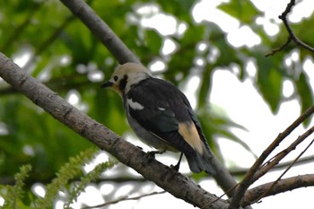 Chestnut-cheeked Starling 札幌モエレ沼公園 Mon, 5/13/2024