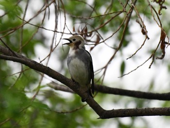 Chestnut-cheeked Starling 札幌モエレ沼公園 Mon, 5/13/2024