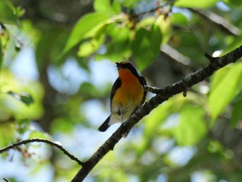 Narcissus Flycatcher 秩父 Sun, 4/28/2024