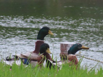 Domestic duck Chiba Park Sun, 5/12/2024