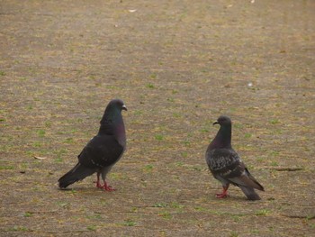 カワラバト 千葉公園 2024年5月12日(日)