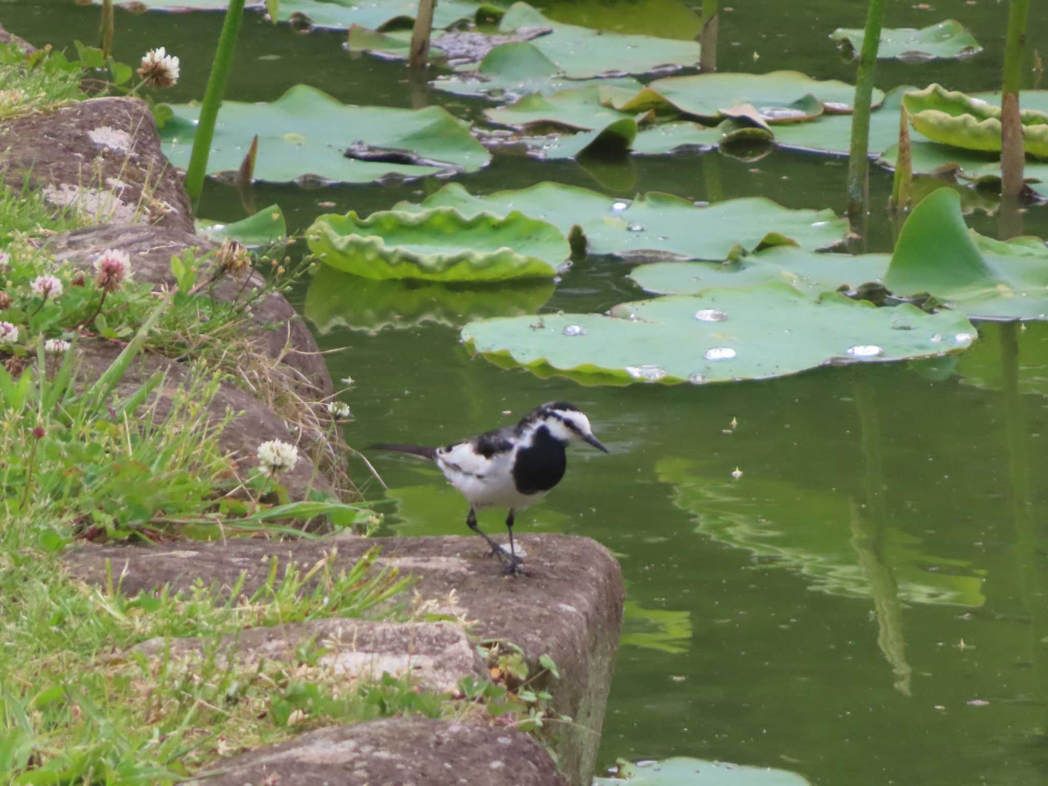 White Wagtail