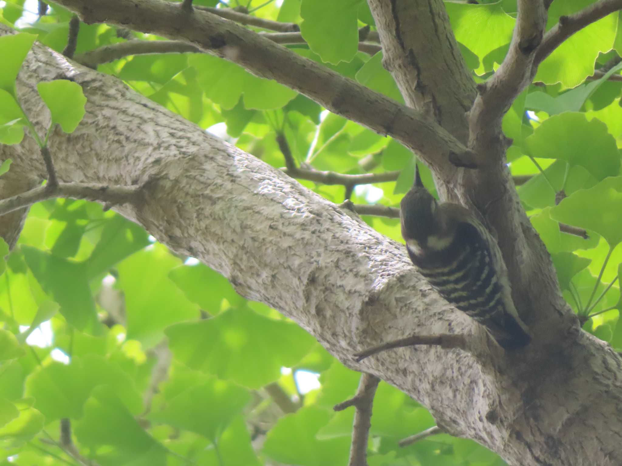 Japanese Pygmy Woodpecker