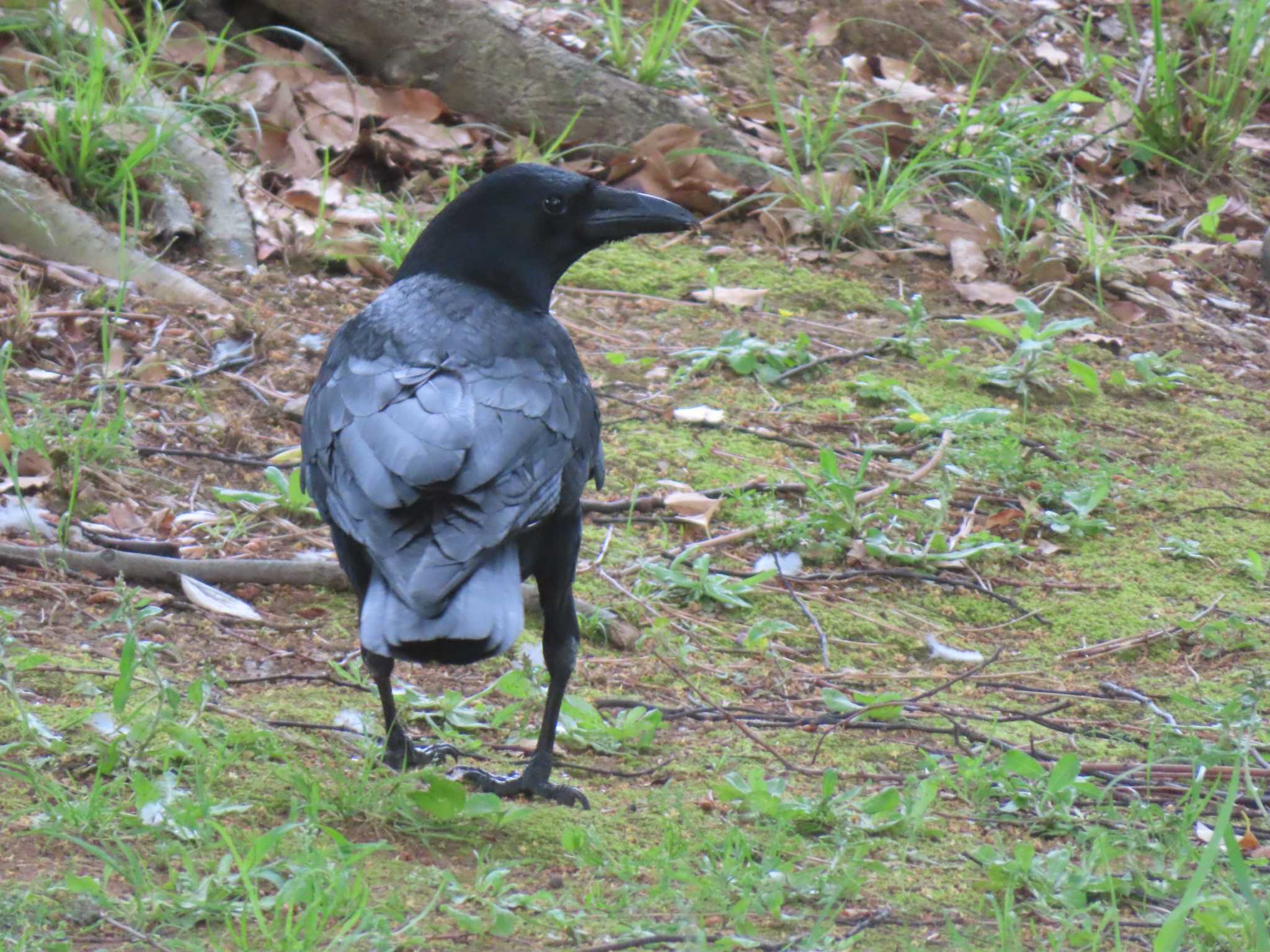 Carrion Crow