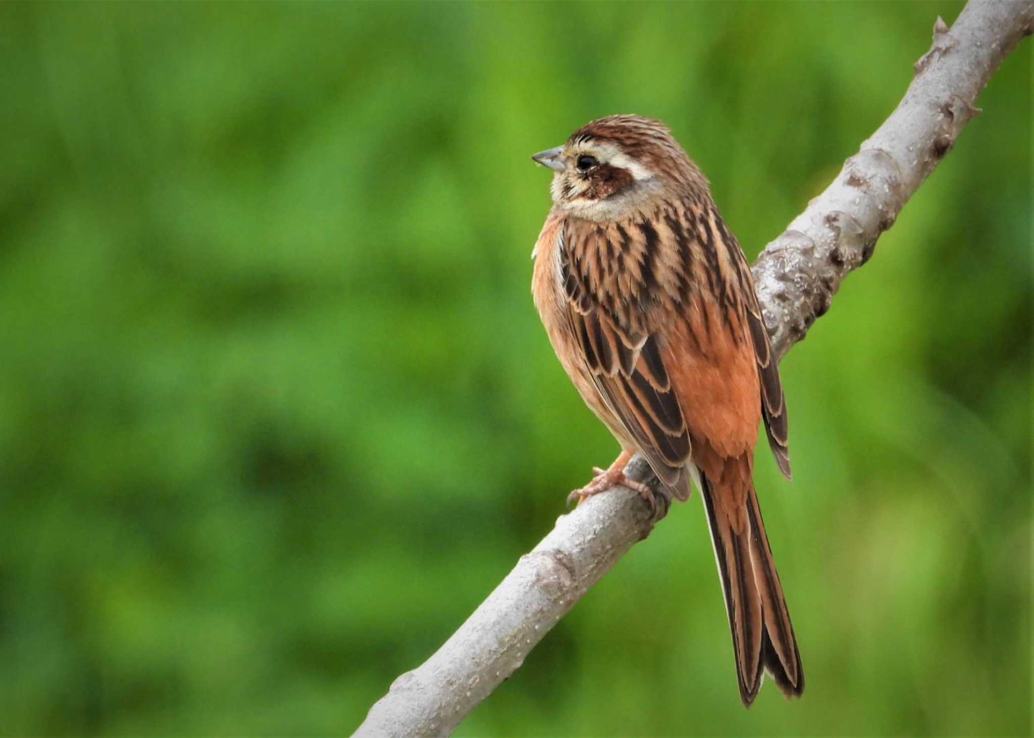 Meadow Bunting