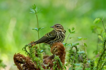 Olive-backed Pipit 山梨県 Sun, 5/5/2024