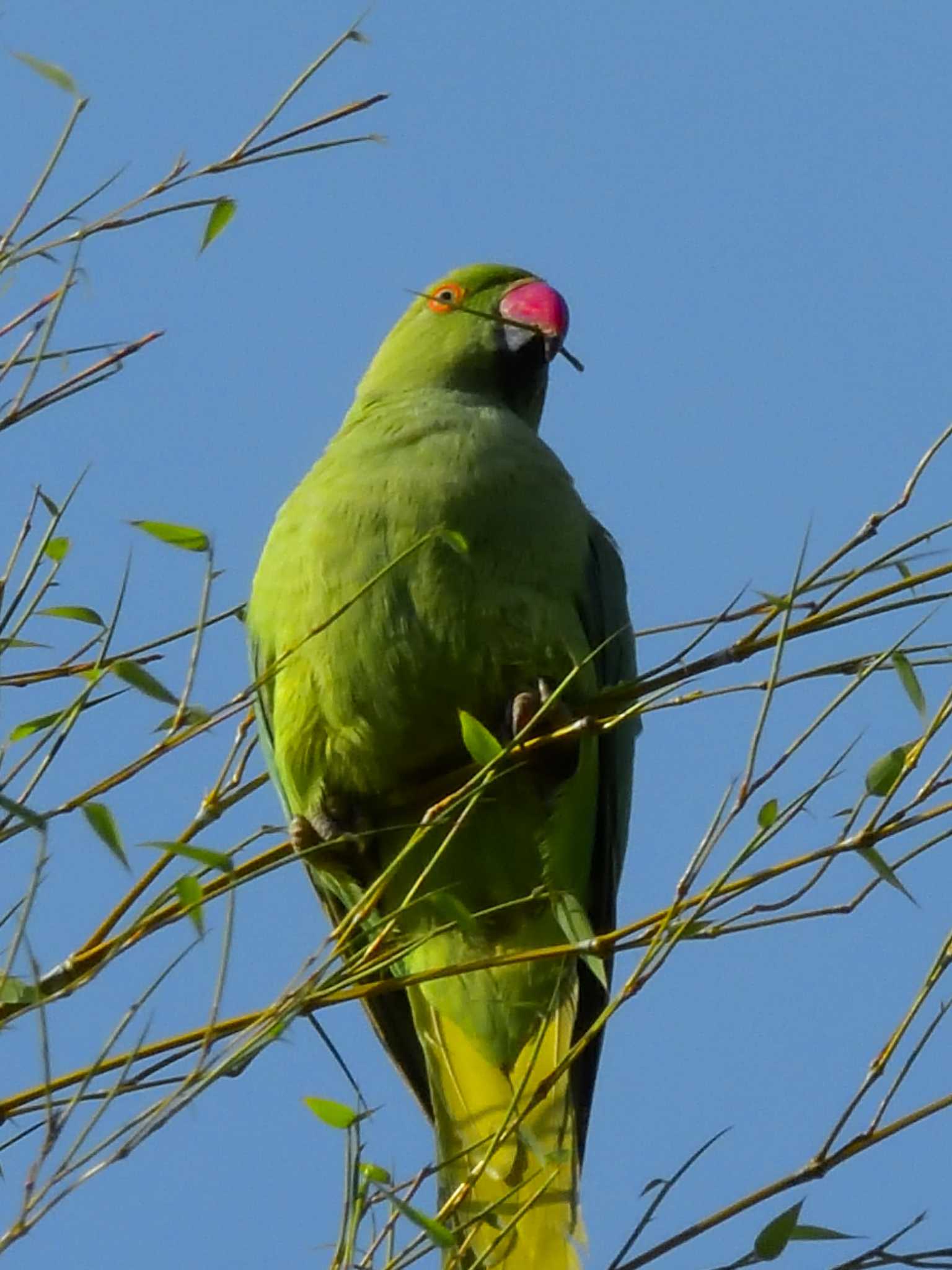 Photo of Rose-ringed Parakeet at 本門寺公園 by 油屋