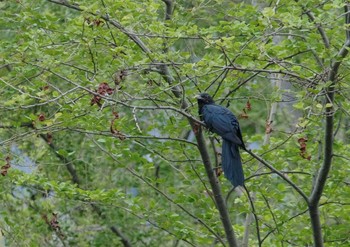 Asian Koel Wachirabenchathat Park(Suan Rot Fai) Wed, 5/8/2024