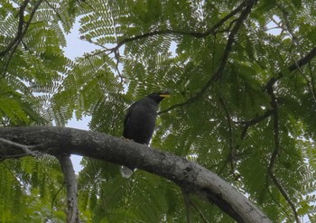 オオハッカ Wachirabenchathat Park(Suan Rot Fai) 2024年5月8日(水)