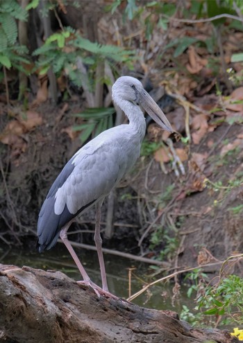 2024年5月8日(水) Wachirabenchathat Park(Suan Rot Fai)の野鳥観察記録