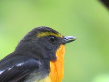 Narcissus Flycatcher Unknown Spots Mon, 5/13/2024