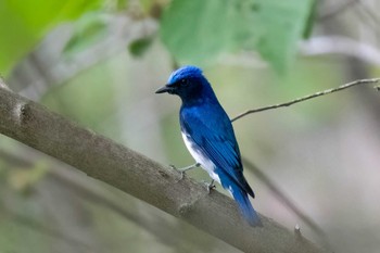 2024年5月12日(日) 木瀬ダム(愛知県 豊田市)の野鳥観察記録