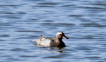 Garganey 磐田大池 Sat, 5/4/2024