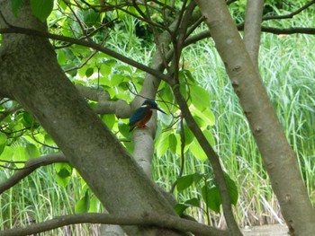 Sun, 5/12/2024 Birding report at じゅん菜池緑地(蓴菜池緑地)