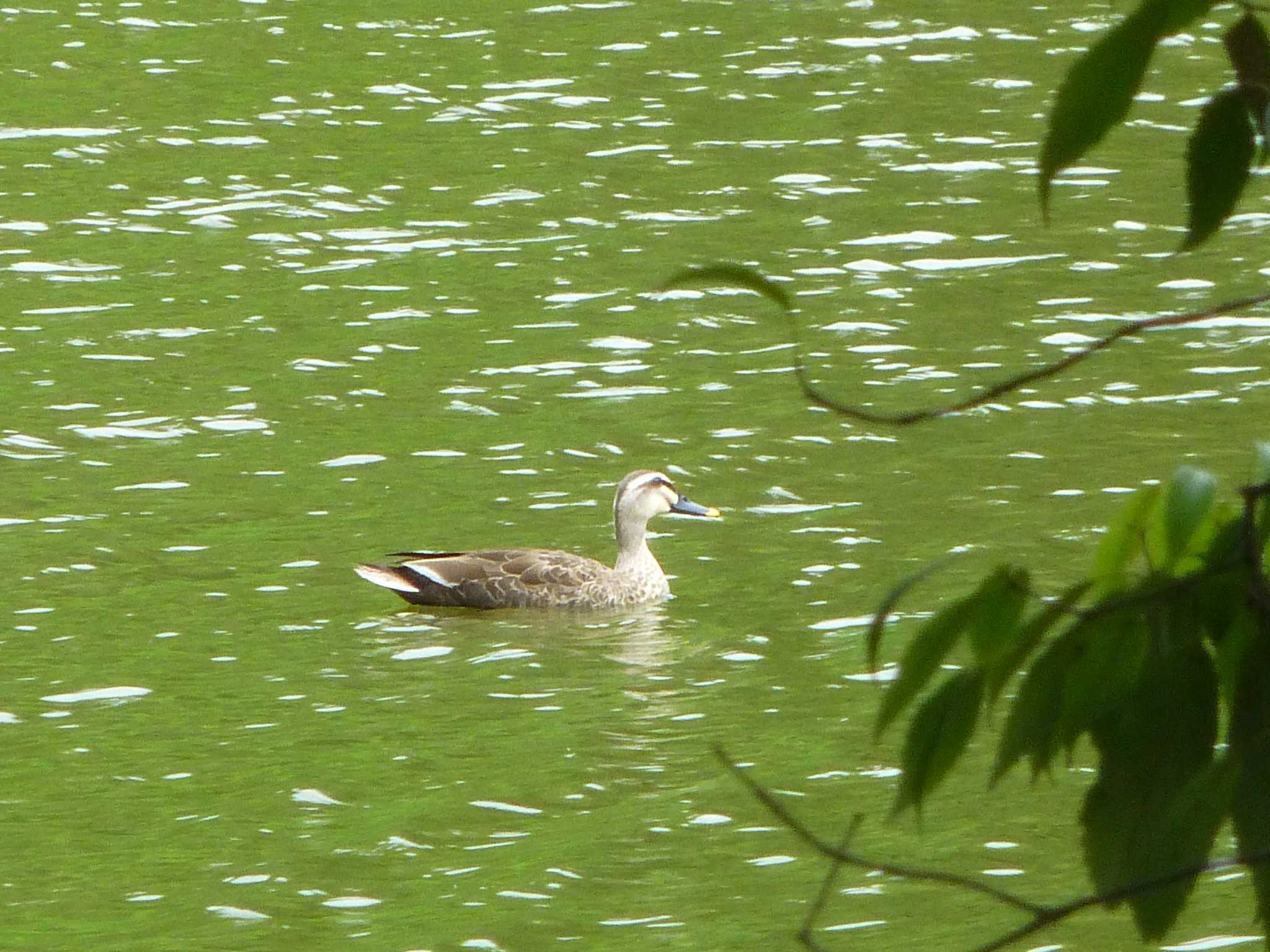 Eastern Spot-billed Duck