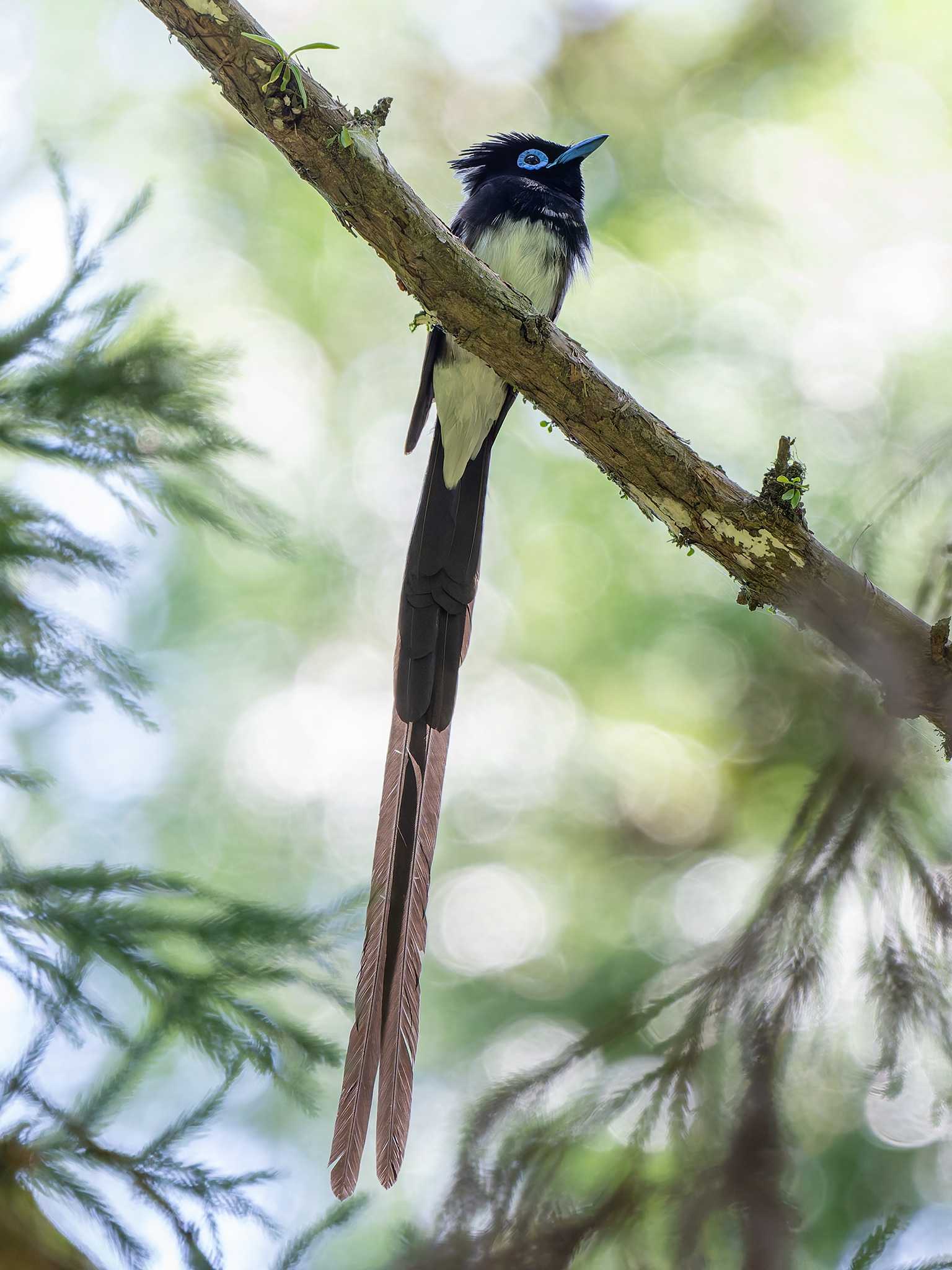 Black Paradise Flycatcher