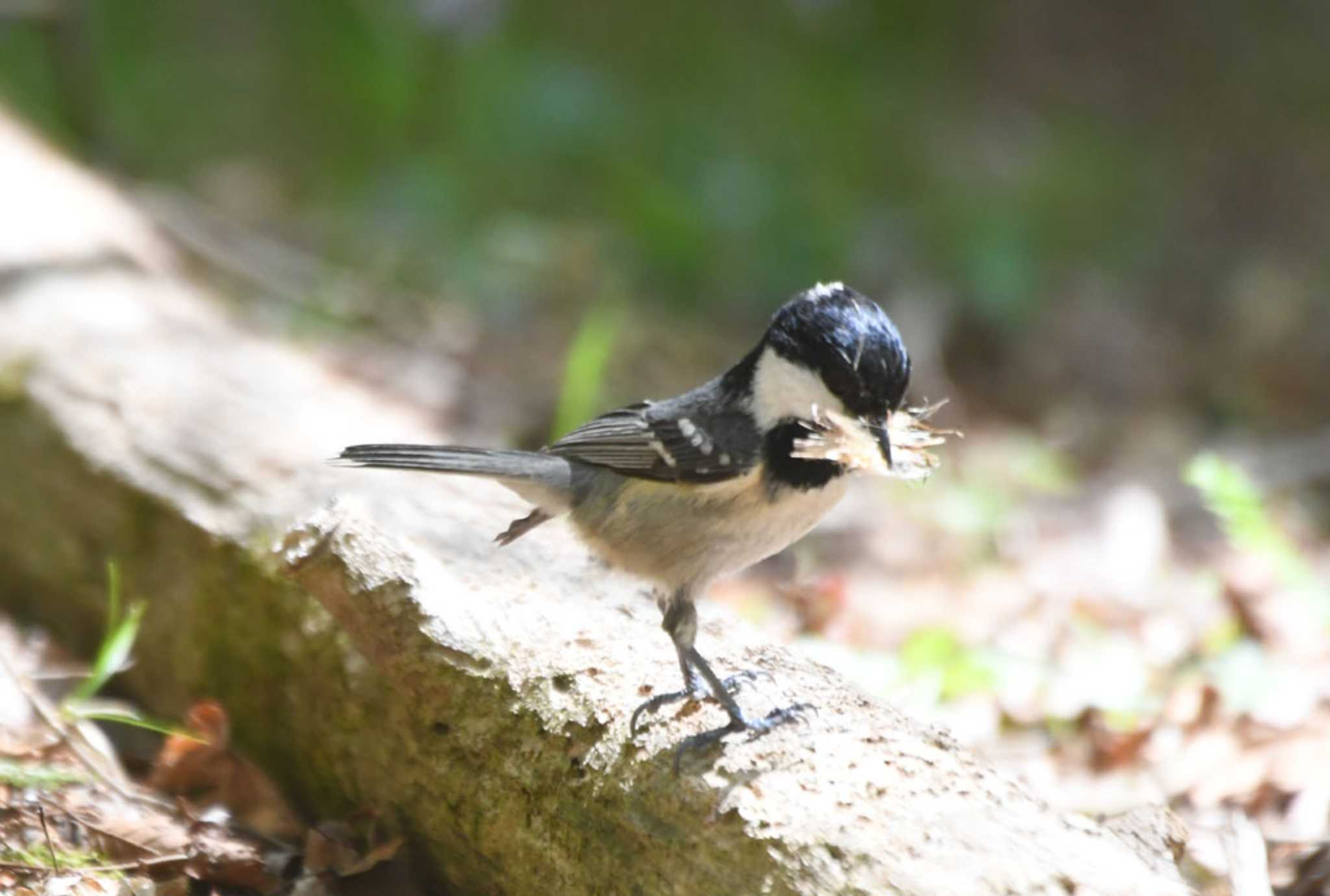 Coal Tit