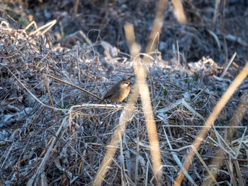 White-browed Laughingthrush 多々良沼公園 Sun, 3/3/2024