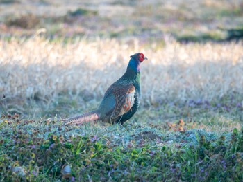 Green Pheasant 多々良沼公園 Sun, 3/3/2024