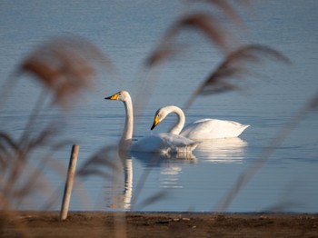 2024年3月3日(日) 多々良沼公園の野鳥観察記録