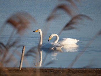 オオハクチョウ 多々良沼公園 2024年3月3日(日)