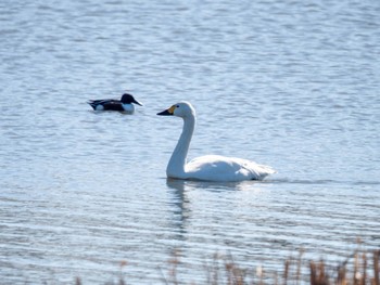 コハクチョウ 多々良沼公園 2024年3月3日(日)