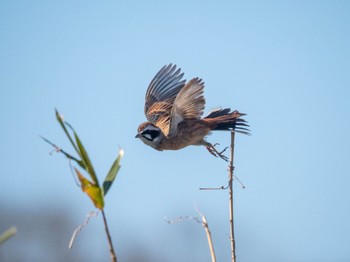 Meadow Bunting 多々良沼公園 Sun, 3/3/2024