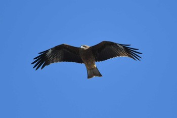 Black Kite Kabukuri Pond Tue, 1/1/2019