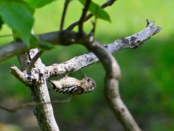 Japanese Pygmy Woodpecker 馬見丘陵公園 Fri, 5/3/2024