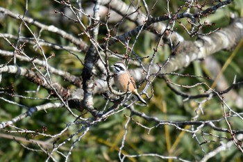 Meadow Bunting Kabukuri Pond Tue, 1/1/2019