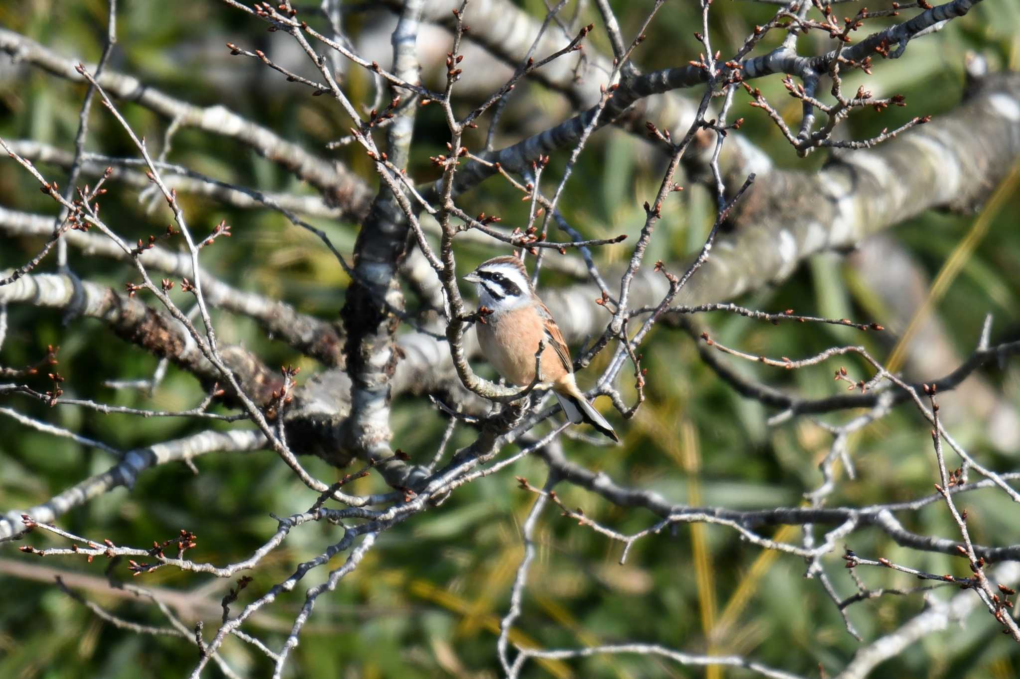 Photo of Meadow Bunting at Kabukuri Pond by あひる