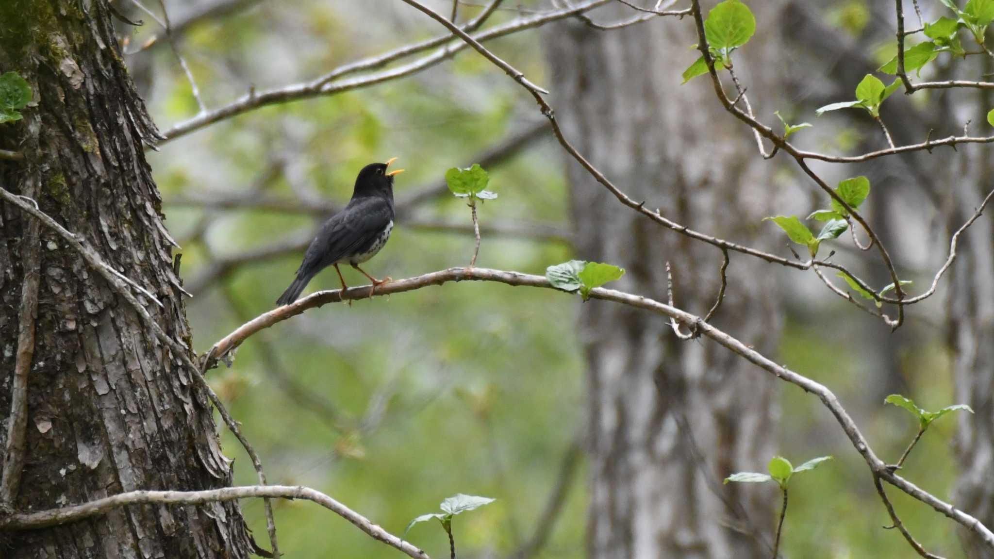 Japanese Thrush