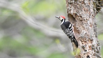 White-backed Woodpecker Togakushi Forest Botanical Garden Sun, 5/12/2024