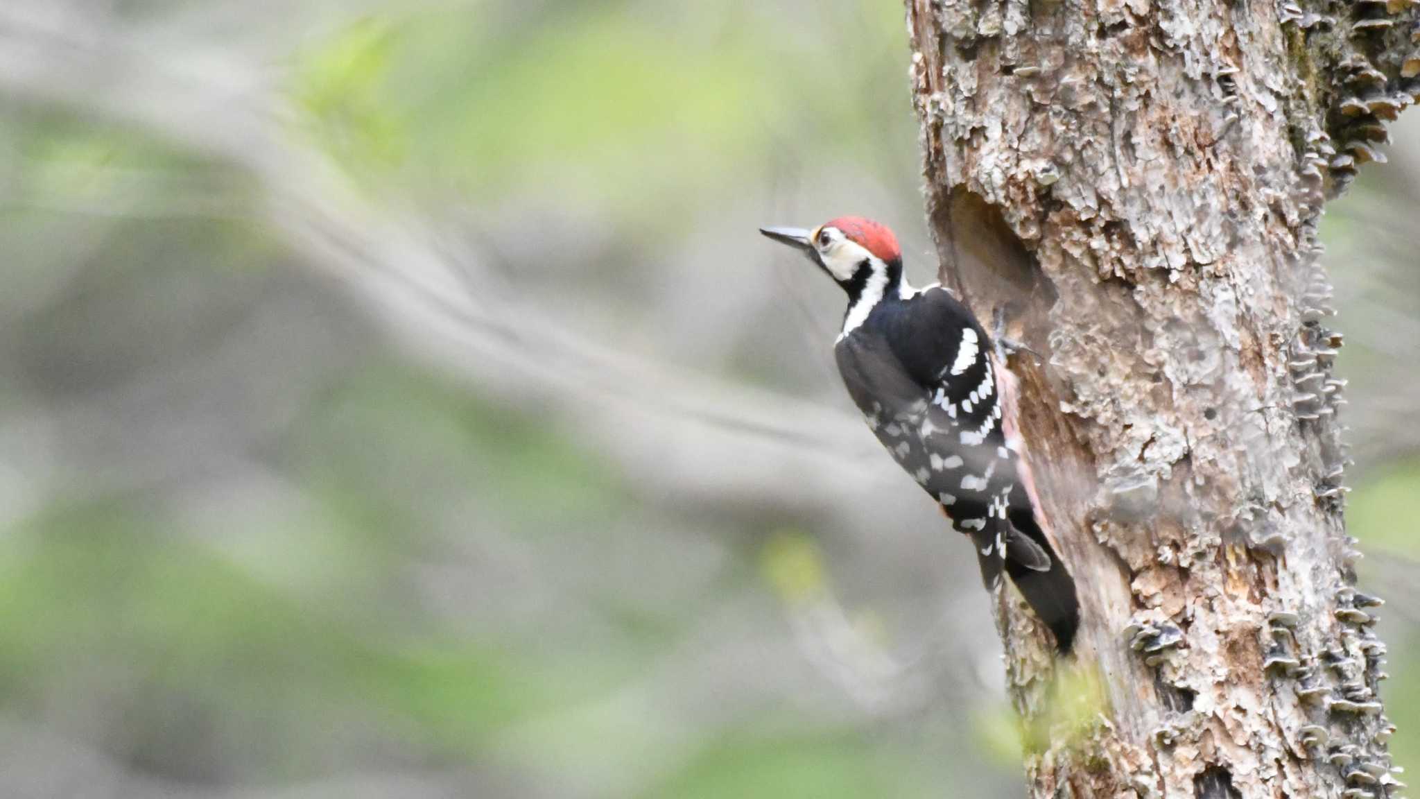 White-backed Woodpecker