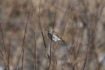 Hawfinch Kabukuri Pond Tue, 1/1/2019