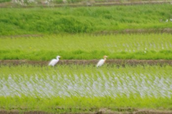 アマサギ 恋瀬川河口(茨城県石岡市) 2024年5月12日(日)