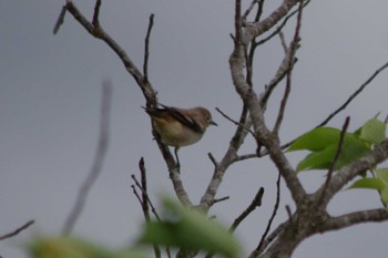 Chestnut-cheeked Starling 高浜干拓地(茨城県) Sun, 5/12/2024