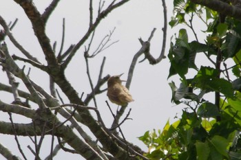 2024年5月12日(日) 高浜干拓地(茨城県)の野鳥観察記録