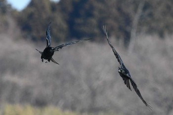 Carrion Crow Kabukuri Pond Tue, 1/1/2019