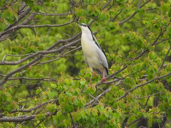 Black-crowned Night Heron 打上川治水緑地 Tue, 4/30/2024