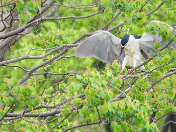 Black-crowned Night Heron 打上川治水緑地 Tue, 4/30/2024