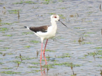 Black-winged Stilt Izunuma Wed, 5/8/2024