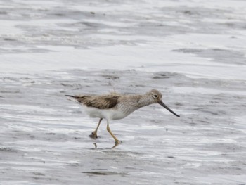 Sun, 5/12/2024 Birding report at Kasai Rinkai Park