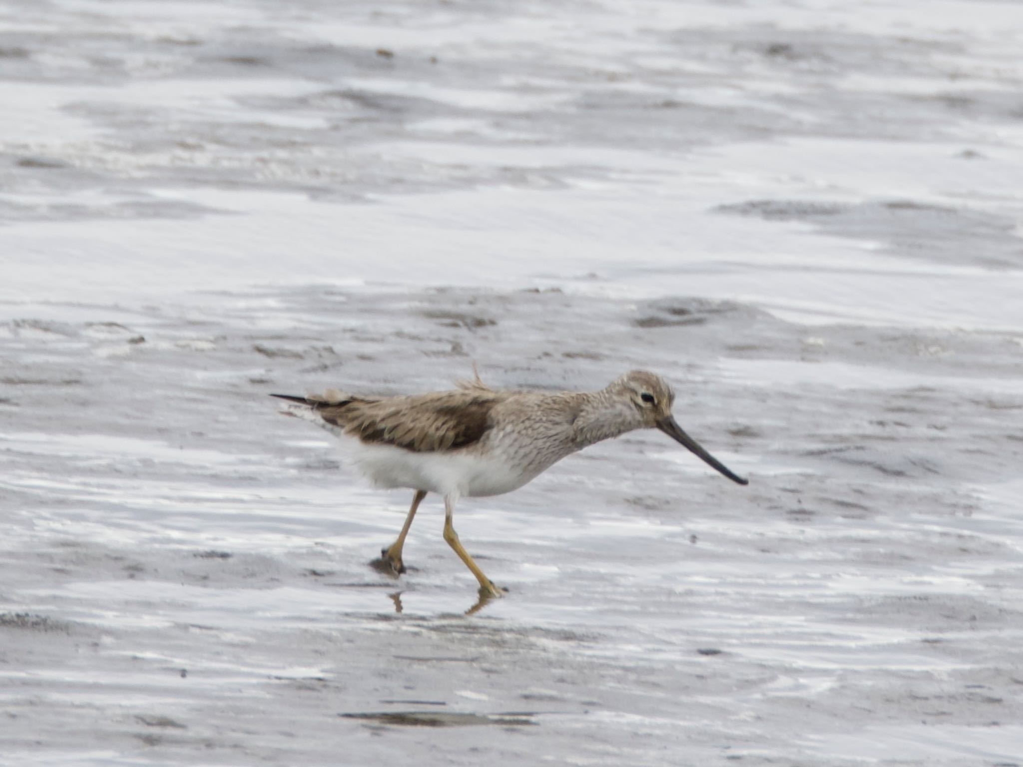 Terek Sandpiper