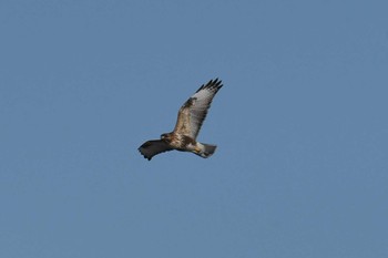 Eastern Buzzard Kabukuri Pond Tue, 1/1/2019